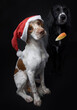 Brittany spaniel dog wearing a Santa hat getting ready to catch an apple slice with black Irish setter watching