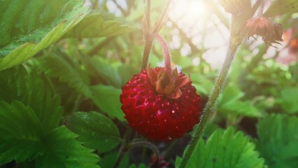 macro view of wild strawberry. fragaria vesca.
