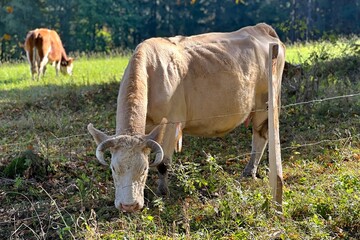 Wall Mural - white cow in the field