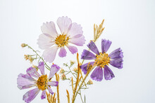 Dried Flower Background. Purple Cosmos Flowers, Gold Celosia Flowers, And Some Dainty Pressed Flowers. White Background. Space For Text.