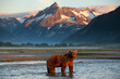 Brown Bear at Dawn, Katmai National Park, Alaska
