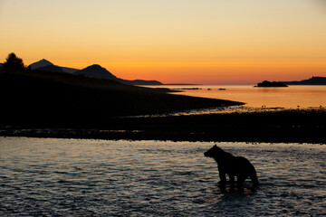 Wall Mural - Brown Bear at Dawn, Katmai National Park, Alaska