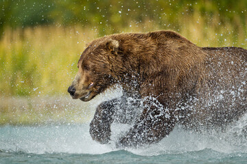 Wall Mural - Brown Bear Chasing Salmon, Katmai National Park, Alaska