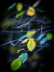 Poster - Herbstliches Laub