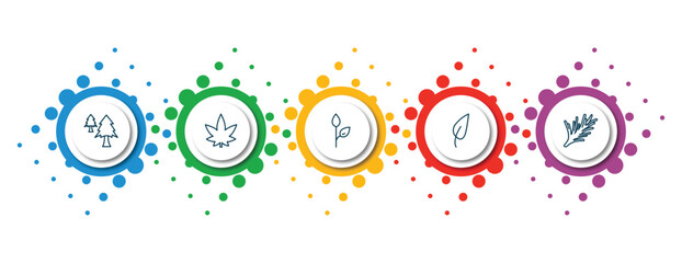 Poster - editable thin line icons with infographic template. infographic for nature concept. included cedar, hemp, grow plant, acicular, rosemary icons.