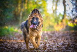 Fototapeta Zwierzęta - cane Pastore tedesco che corre in mezzo alla natura