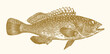 Areolate grouper epinephelus areolatus, tropical marine fish in side view