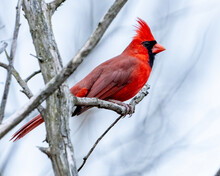 Cardinal Bird On A Branch Red Male