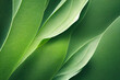 texture de feuilles végétales vertes