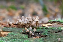 Fairy Inkcap Fungi Coprinellus Disseminatus