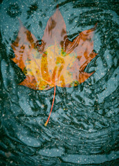 Wall Mural - leaf in a puddle