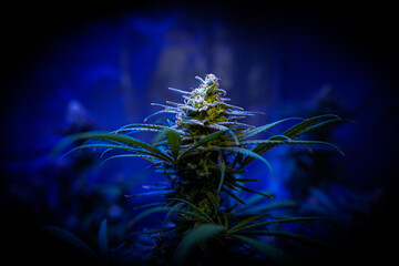marijuana cannabis plant flower with blue background focus on center of plant