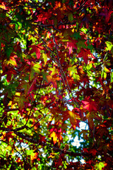 Wall Mural - autumn leaves background