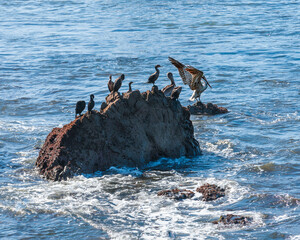 Wall Mural - Friendly Seabirds