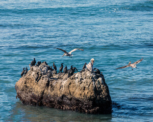 Wall Mural - Seabird Friends