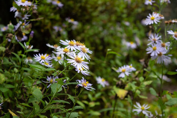 Wall Mural - pale purple flowers of aster microcephalus var. ovatus 7