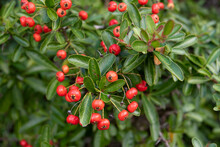 Red Berries Of Firethorn, Pyracantha P. Coccinea 4