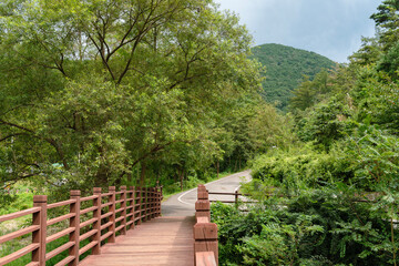 Wall Mural - Mountain green forest road in Yesan, Korea