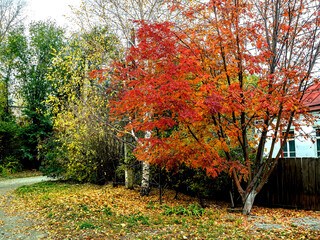 Wall Mural - bright colorful autumn leaves on tree branches
