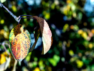 Wall Mural - bright colorful autumn leaves on tree branches