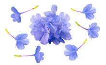 Blue Plumbago Flower On White Background, Plumbago Or Cape Leadwort Flower Bouquet On White PNG File.