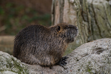 Wall Mural - Close up profile portrait of the North American Beaver (Castor canadensis) standing on the rock