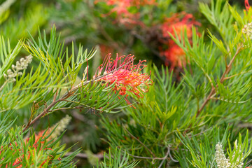 Wall Mural - Close up of Grevillea flower. 