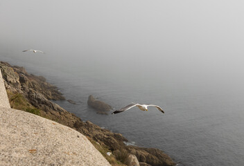Two gulls fly along the ocean shore in the fog. Rocky shore with stones and green grass.