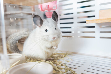 Chinchilla cute pet fur white hair fluffy and black eyes. Close-up animal rodent adorable tame ear grey looking at camera. Feline mammals are fluffy and playful.