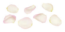 Set Of White And Pink Rose Petals