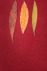 Sticker - Leaves on red background