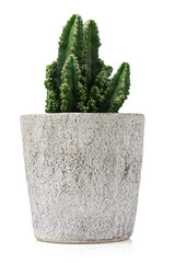 Poster - cactus in a stone pot isolated on white background