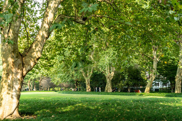 Wall Mural - Panorama of big city park