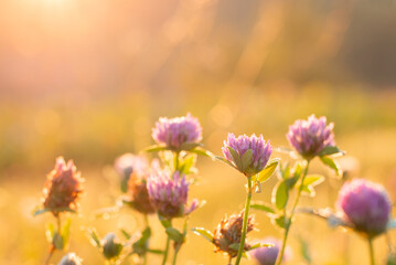 Canvas Print - Morning shot of violet clover flowers against rising sun. Morning close up photo of clover flower in dew