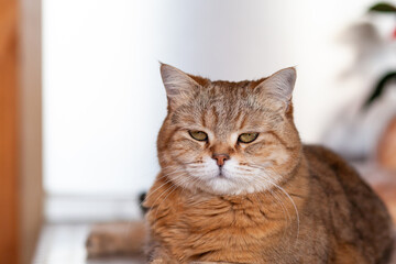 Wall Mural - A beautiful cat lies on the table at home and looks at the camera, then away. Cat close-up