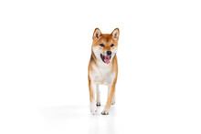 Studio Shot Of Beautiful Golden Color Shiba Inu Dog Running Isolated Over White Background. Concept Of Beauty, Animal Life, Care, Health And Purebred Pets.