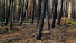 Forêt de pins incendiée, à proximité de Landiras, après les incendies de l'été 2022