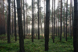 Fototapeta  - Wysoki sosnowy las w listopadowy poranek. Między drzewami unosi się mgła oświetlana promieniami słońca. 