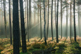 Wysoki sosnowy las w listopadowy poranek. Między drzewami unosi się mgła oświetlana promieniami słońca.