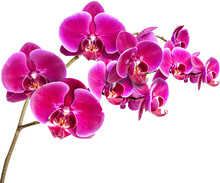 Pink Orchid Isolated