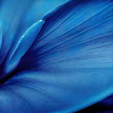 Close Up Macro Of Blue Flower Petal