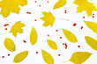 Żółte liście i jarzębina na białym tle. Jesienne tło