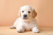 © Виктория Дубровская - small puppy golden retriever on the background. dog portrait 1 month old