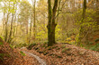 Northumberland woodland in autumn