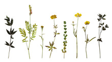 Dry Pressed Wild Flowers And Plants Isolated On Transparent Background. Botanical Collection	