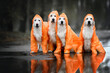 four golden retriever dogs wearing orange raincoats and posing outdoors in front of a puddle, autumn weather concept photo