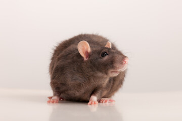 Wall Mural - portrait of a black rat closeup