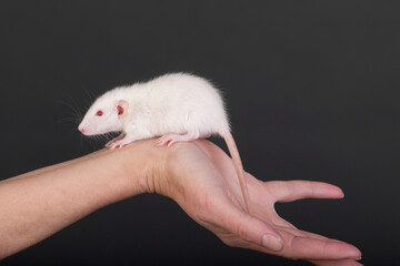 Wall Mural - White baby rat closeup