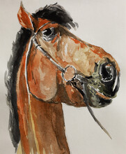 Portrait Of A Horse. Modern Acrylic Painting Of A Horse's Head. Funny Distorted Portrait Of An Animal