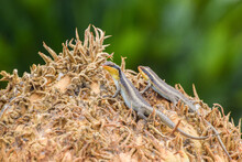Montane Speckled Skinks Aka Speckled Rock Skinks, Trachylepis Punctatissima, Lizards On A Cycad Crown In Zimbabwe.